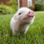Piglet in the grass