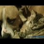 Pitt bull vs. kitten