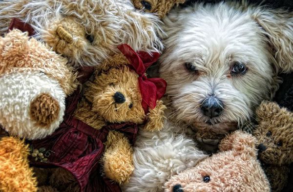 Plush puppies