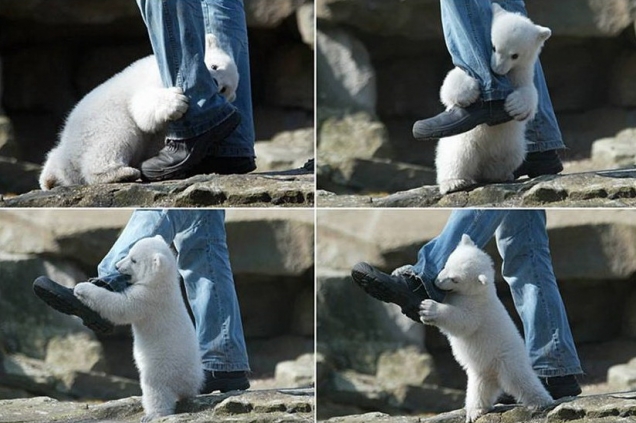 Polar bear attacks man