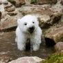 Polar bear cub drinking water