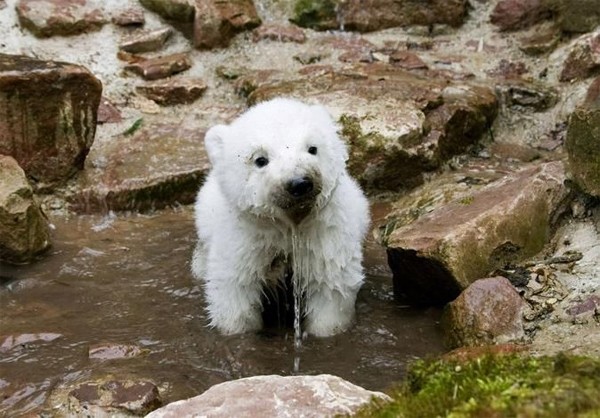 Polar bear cub drinking water