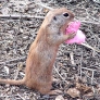 Prairie dog is eating cotton candy