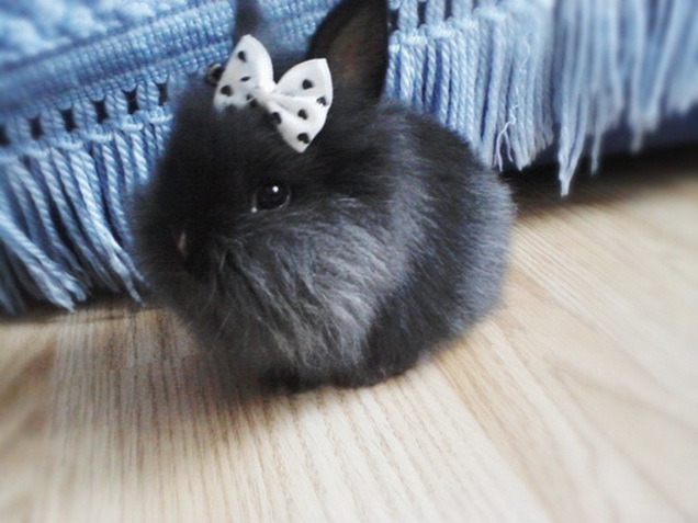 Pretty bunny