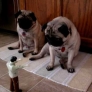 Pugs attacked by a zombie