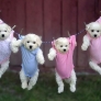 Puppies hanging in baby clothes