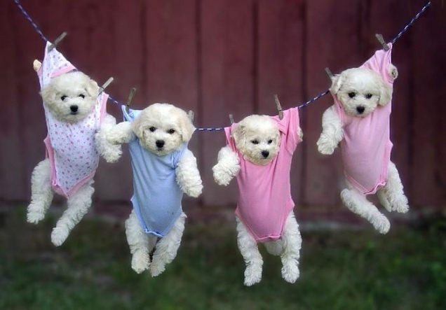 Puppies hanging in baby clothes