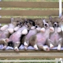 Puppies on a bench