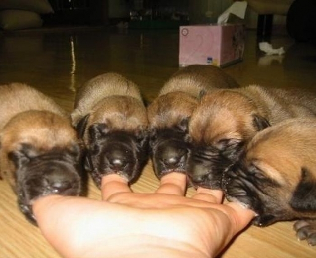 Puppies sucking on fingers Puppies sucking on fingers