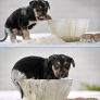 Puppy is baking