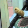 Puppy is climbing step