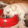 Puppy passed out during dinner