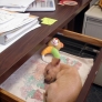 Puppy sleeping in a drawer