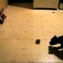 Puppy vs. paper