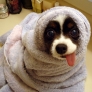Puppy with hanging tongue in a towel