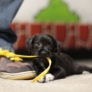 Puppy's got a shoe lace