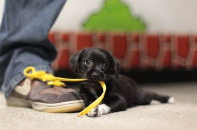 Puppy's got a shoe lace