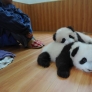 Twin pandas