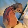 Sad baby penguin is sad