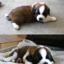 Saint Bernard puppy