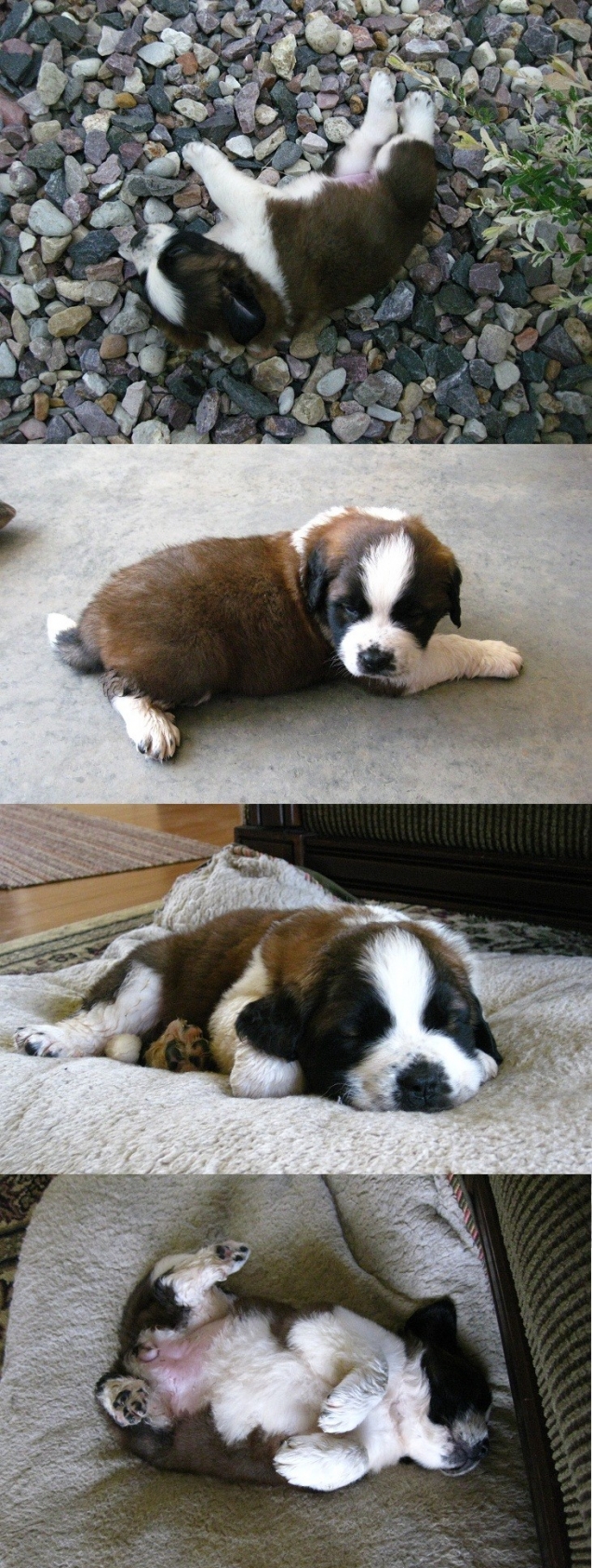 Saint Bernard puppy Saint Bernard puppy