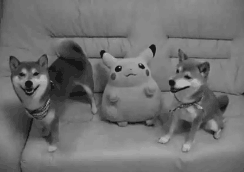 Shiba Inus like Pikachu