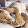 Simba and Timon