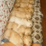 Sleeping Golden Retriever puppies