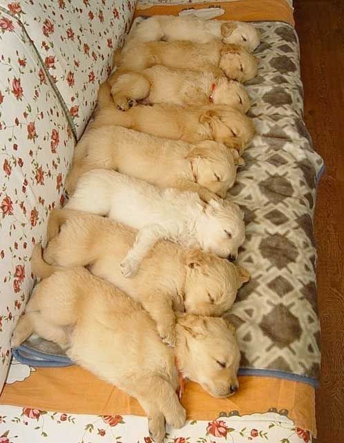 Sleeping Golden Retriever puppies