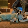 Sleeping puppies
