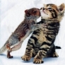 Squirrel kisses kitten