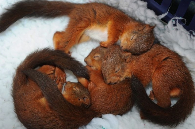 Squirrels sleeping Squirrels sleeping