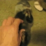 Ticklish baby otter is ticklish