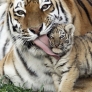 Tiger cub gets a kiss from his mom