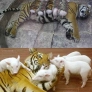 Tiger vs. piglets