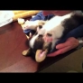 Very tired puppy