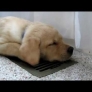 White Lab Puppy Moki Loves The A/C