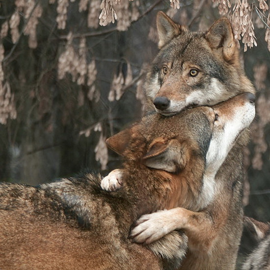 Wolf hug