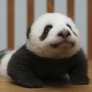 Panda cub in a crib