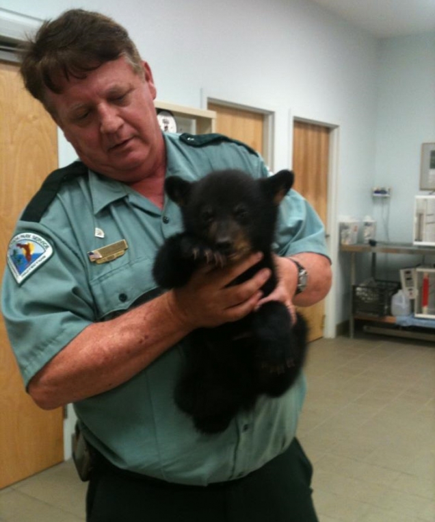 Orphaned bear cub