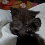 Kitten is sleepy