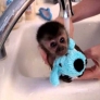 Baby monkey is bathed in the sink