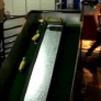 Ducklings on a water slide