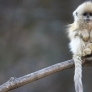Golden snub-nosed monkey