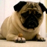 Pug gets a treat
