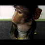Baby baboon eating