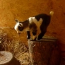 Baby goat jumping and playing