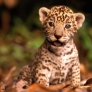 Baby leopard