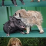 Baby Timon and Pumbaa