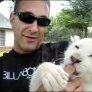 Baby white tiger licks mans face